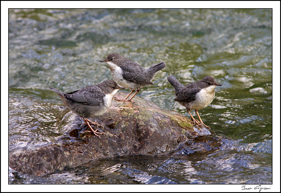 Siam tre piccoli.....merli acquaioli.
