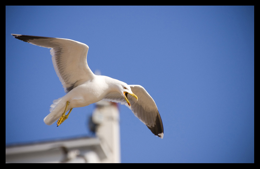 Seagull's scream