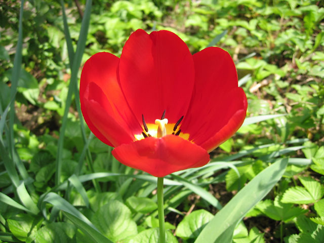 Tulipano