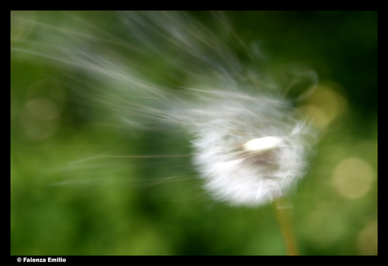 soffiando il soffione2