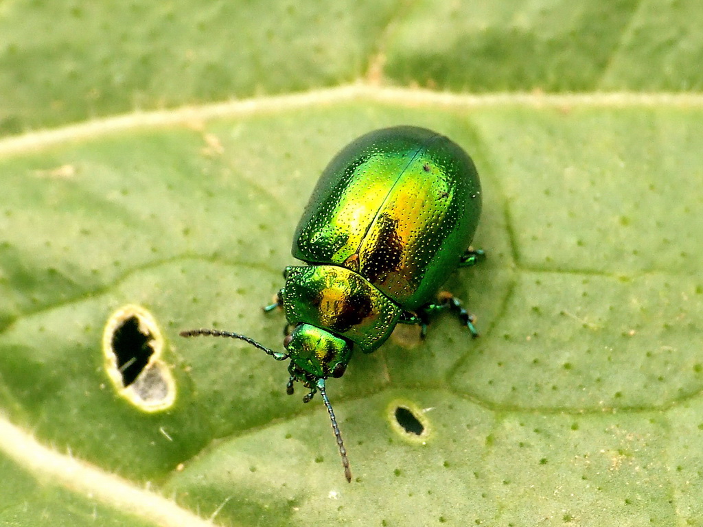 Insetti Metallici???