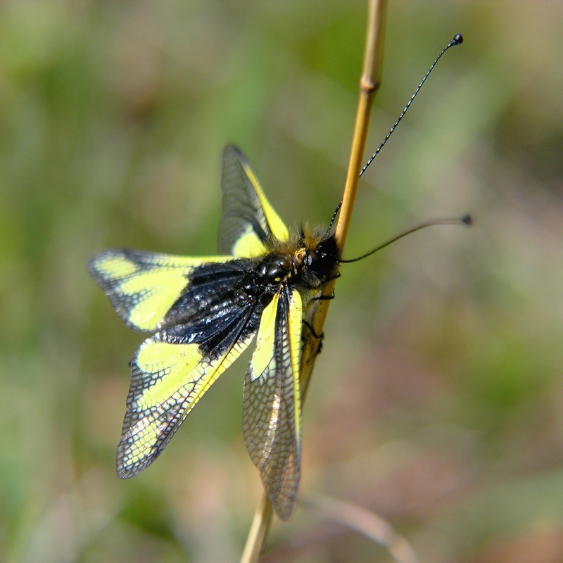 Libellula o farfalla?