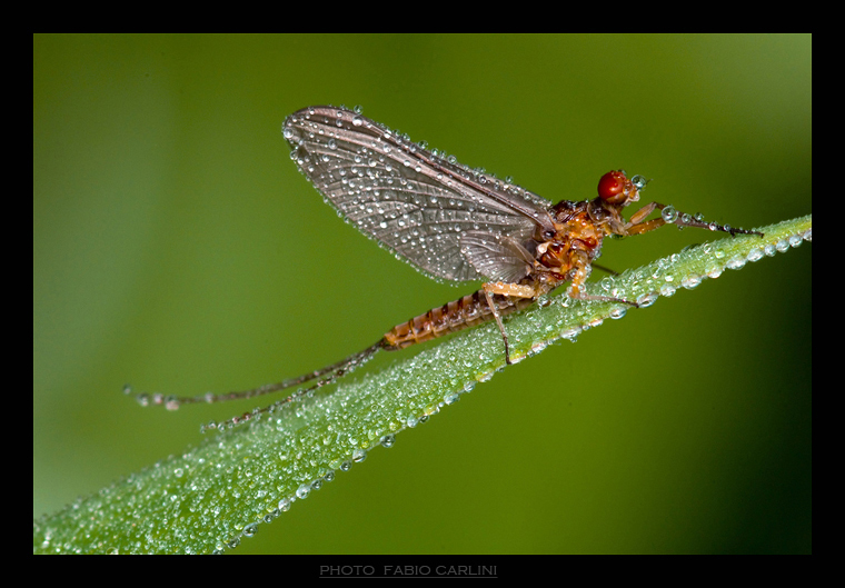 una modella effimera