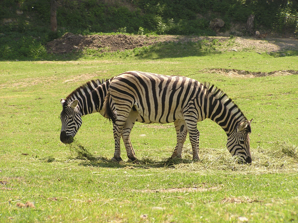 zebre