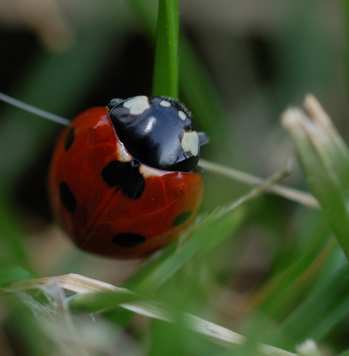 Equilibrio instabile