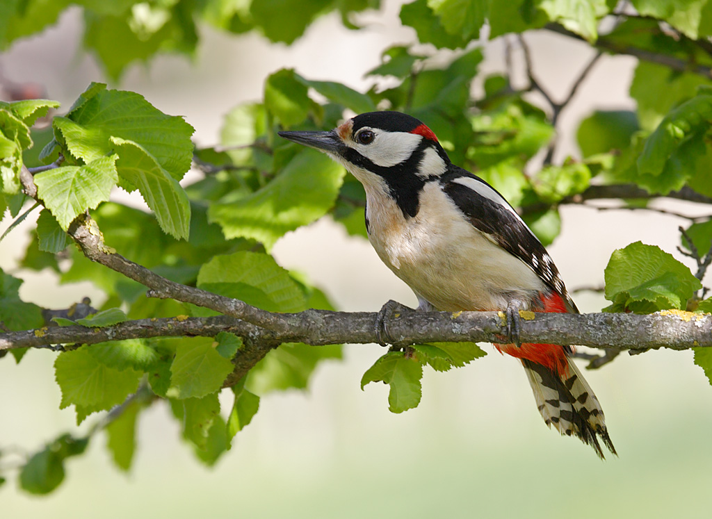 Picchio rosso maggiore