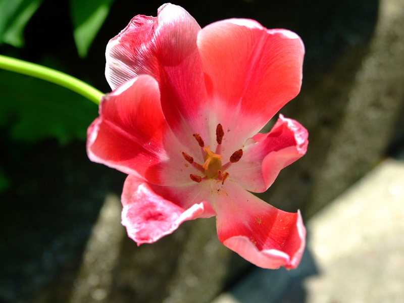 Tulipano