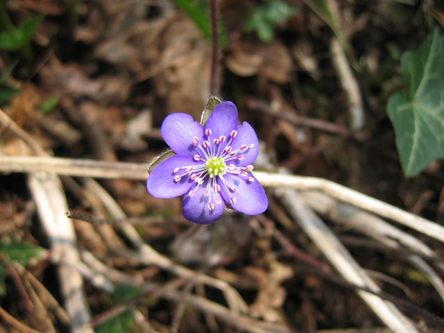 Capolavoro della natura