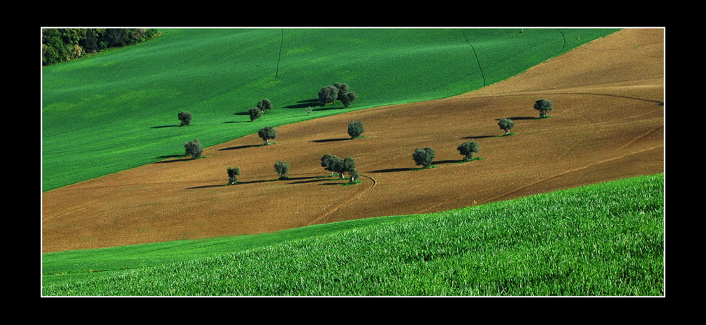 Composizione con ulivi