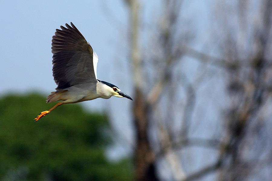 Nitticora in volo ...