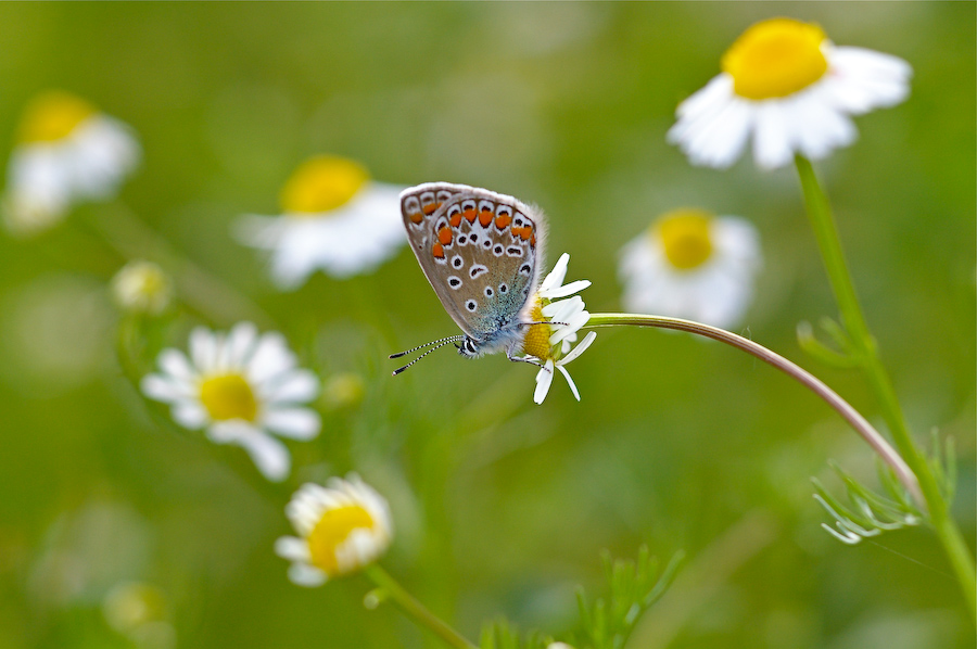 La regina dei fiori di camomilla