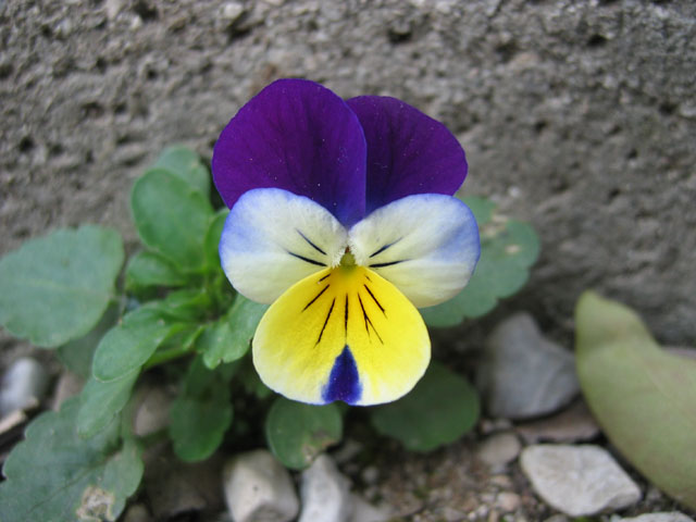 Viola
