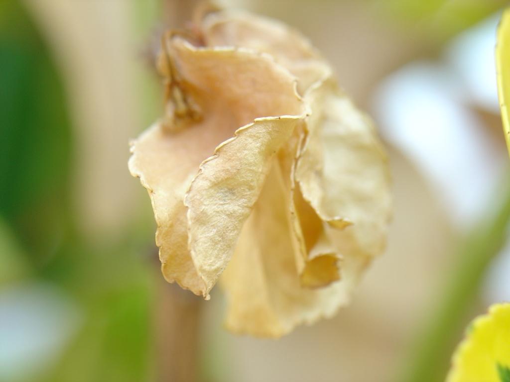 Bordo ricamato "a secco"