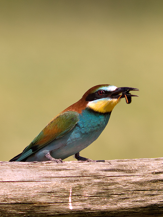Gruccione in Manuale