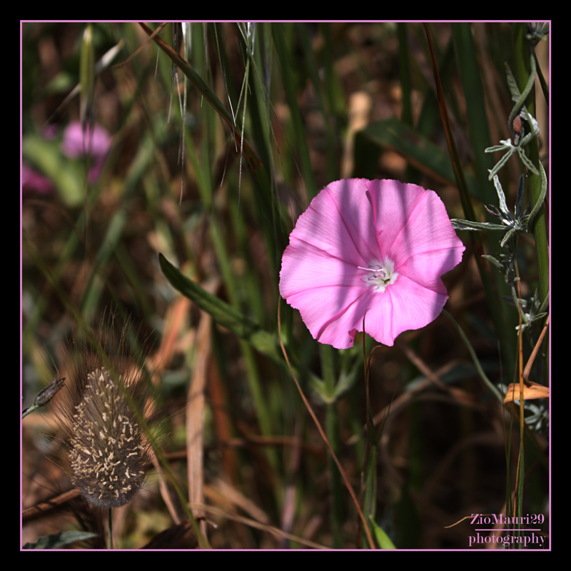 ..Primavera | �\ (Dedicated To Cius)..