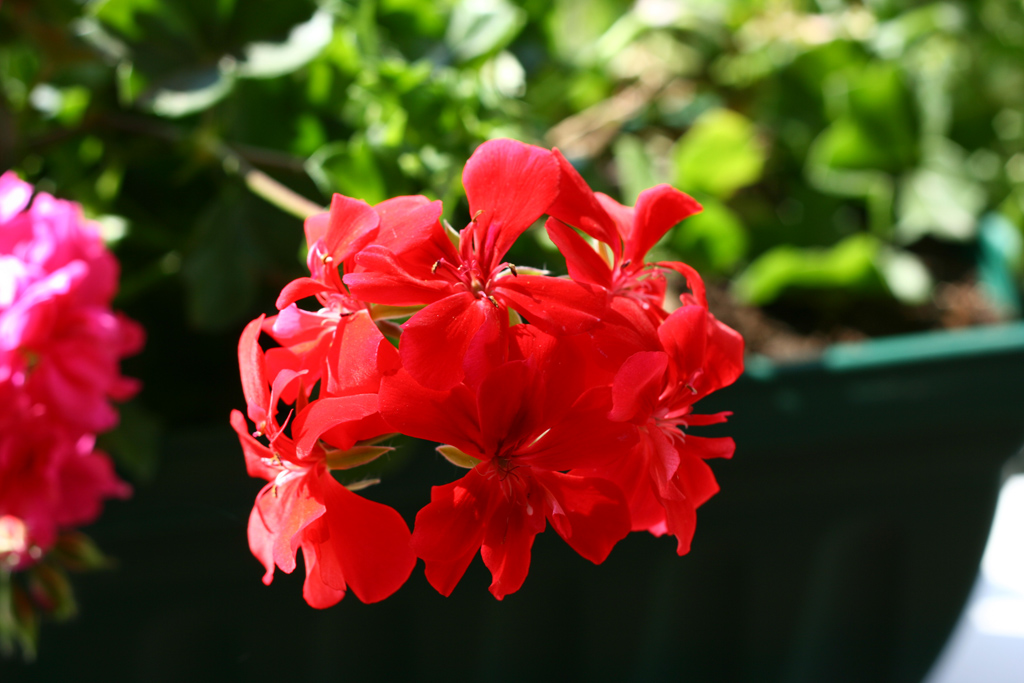 ho provato a fare una macro con il 50ino 1.8