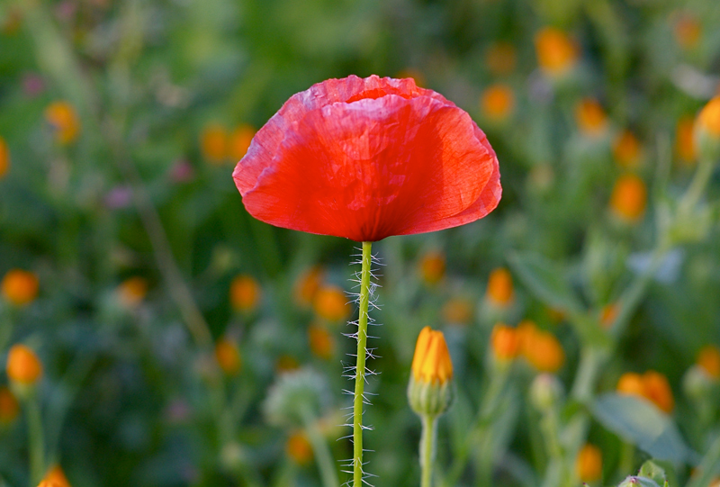Napoleone e Murat insieme alla Vecchia Guardia