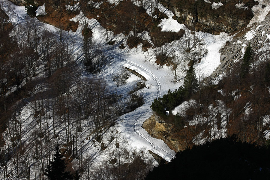 La strada... nel bosco...