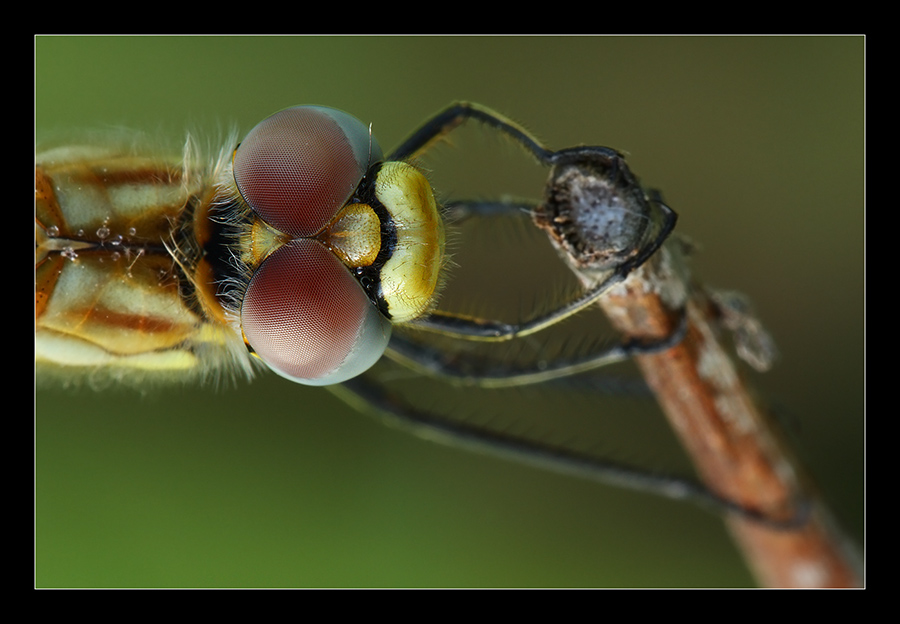 Sympetrum fonscolombii femmina