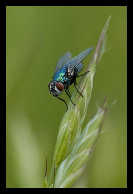 Blue Fly