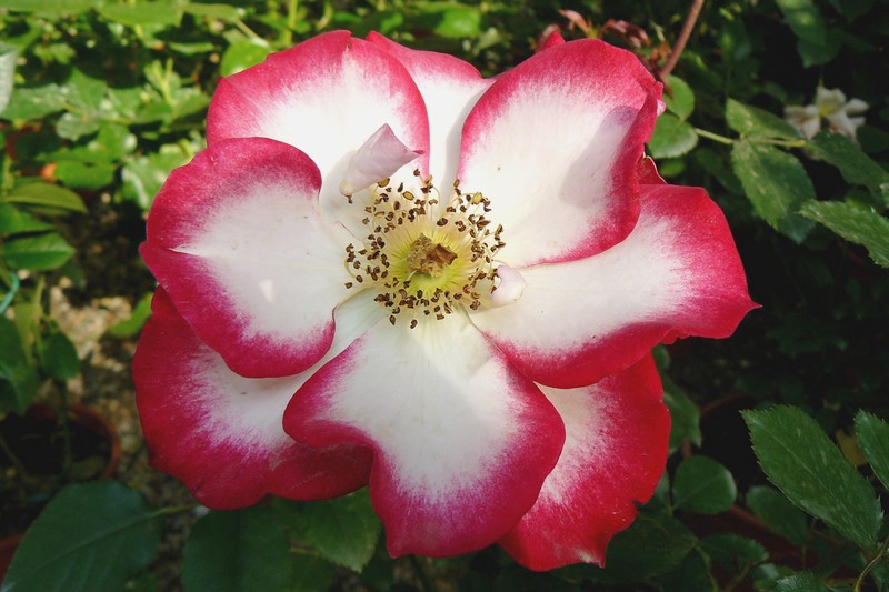 Maggio, tempo di rose