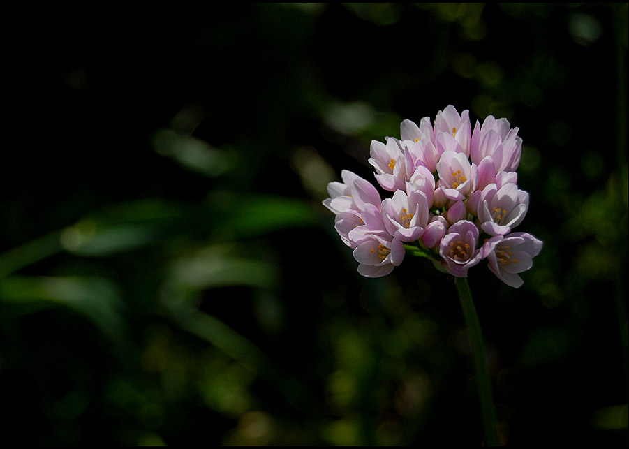 Pomeriggio svogliato