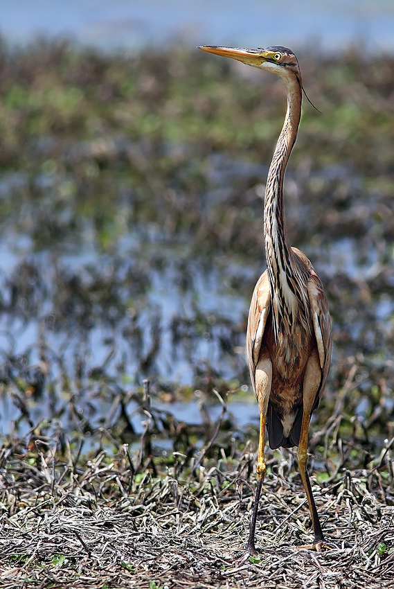 Airone Rosso ,il mio primo.