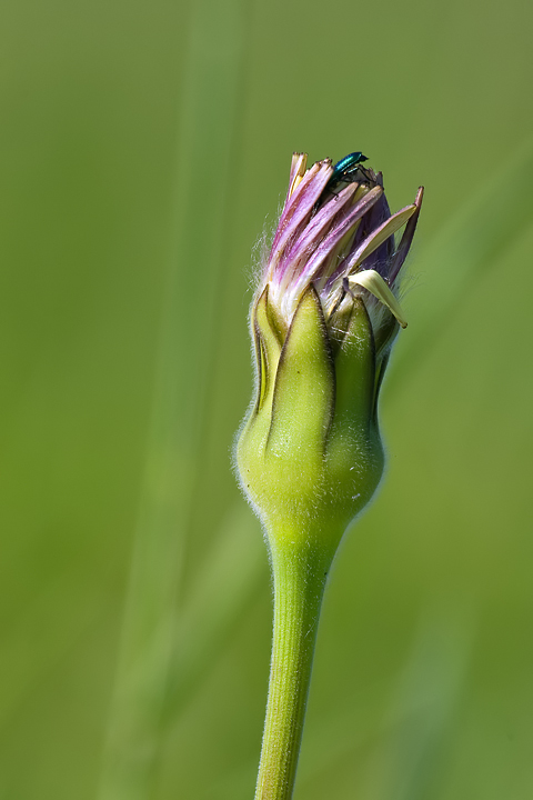 Boccione maggiore e ospite