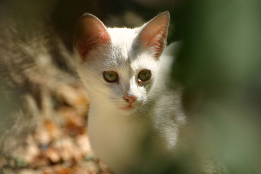 Gatto Bianco