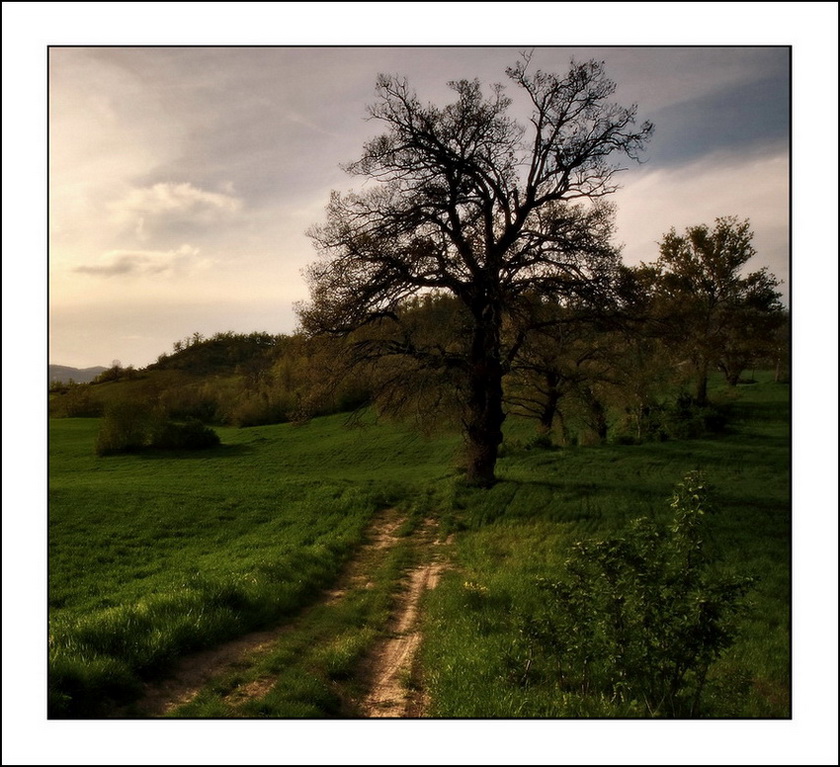 L'albero dei sogni...