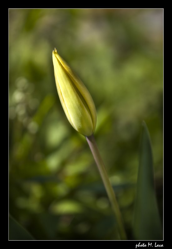 tulipano
