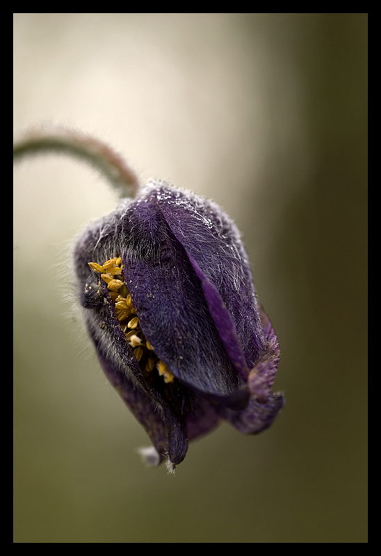 Un giallo sentore di miele