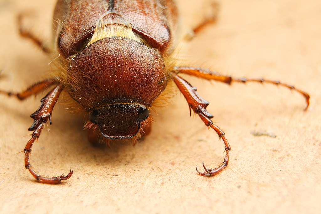 strane forme di vita