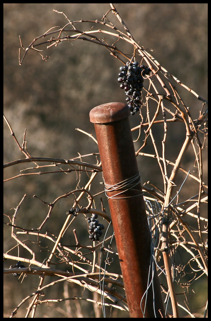 grappoli di dicembre..