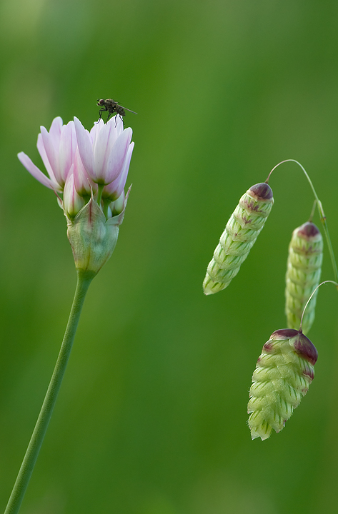 Mosca su allium roseum