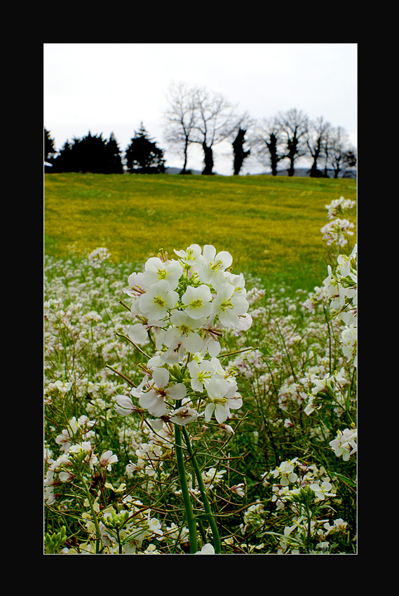 Creazioni di Madre Terra