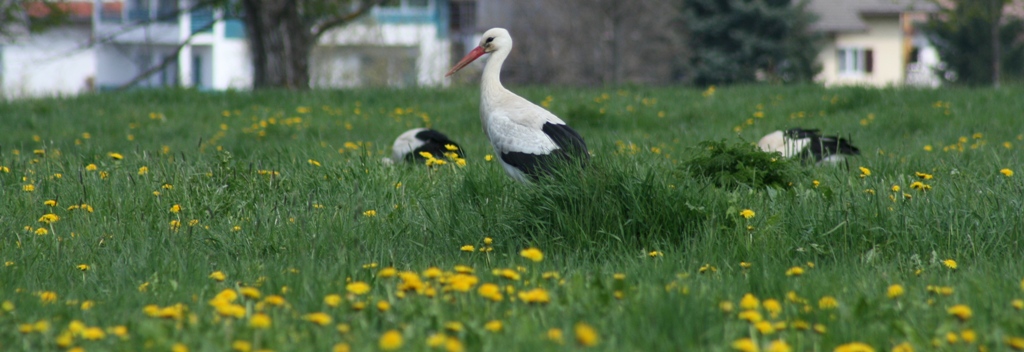 Cicogne al Pascolo...