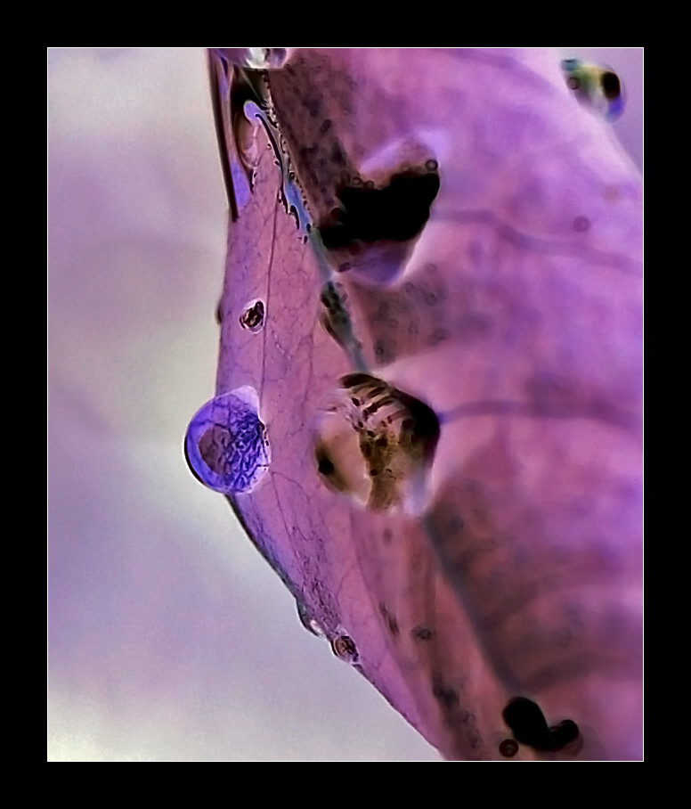 Occhi fuori dalle orbite....