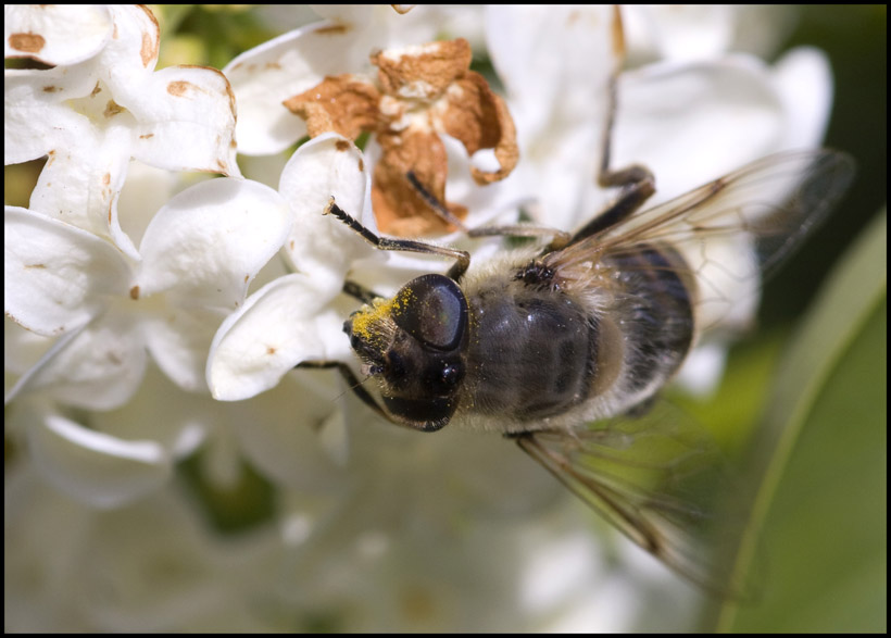 musetto pieno di polline....