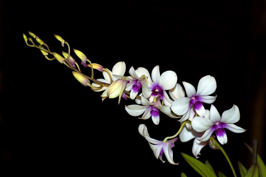 Dendrobium
