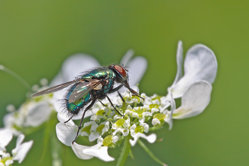 Neomyia viridescens