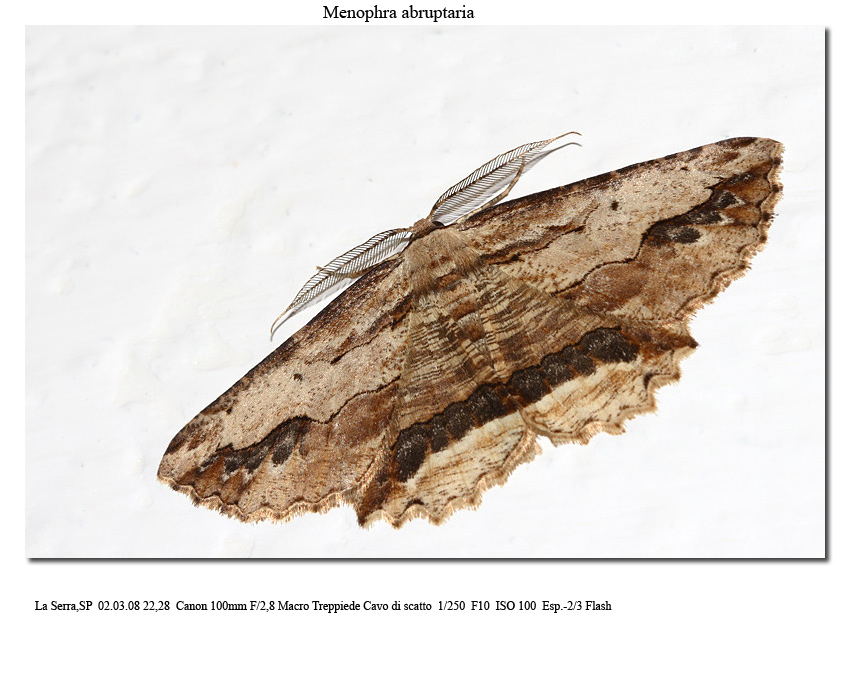 Menophra abruptaria