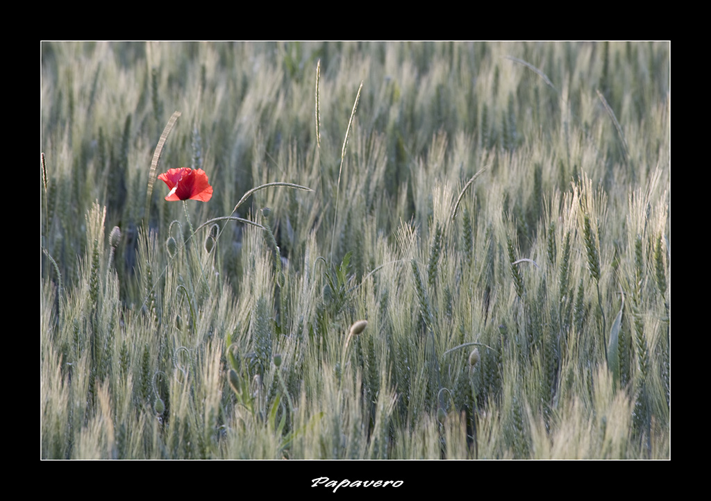 Papavero