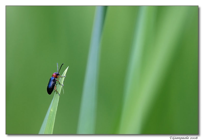 pensavo di essere in cima