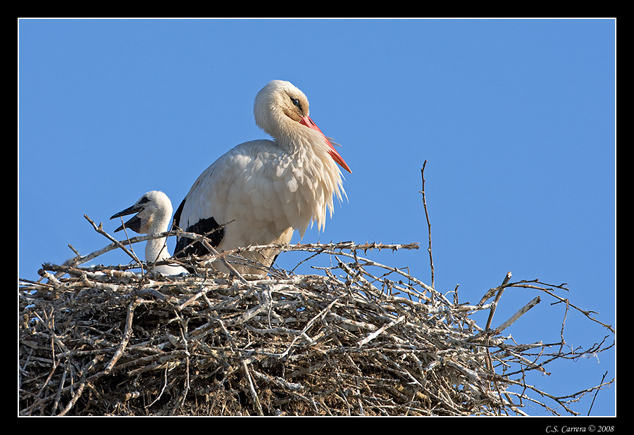 Una famiglia di ...........
