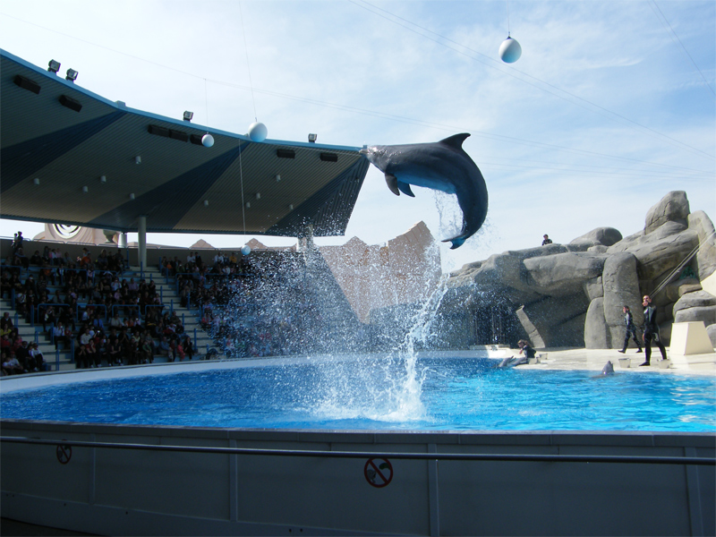 Delfino in acrobazia