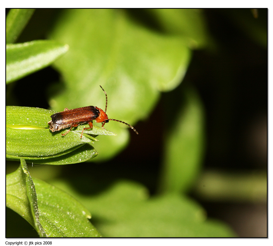 yuuhuuu c'e' nessuno la in bassooo???