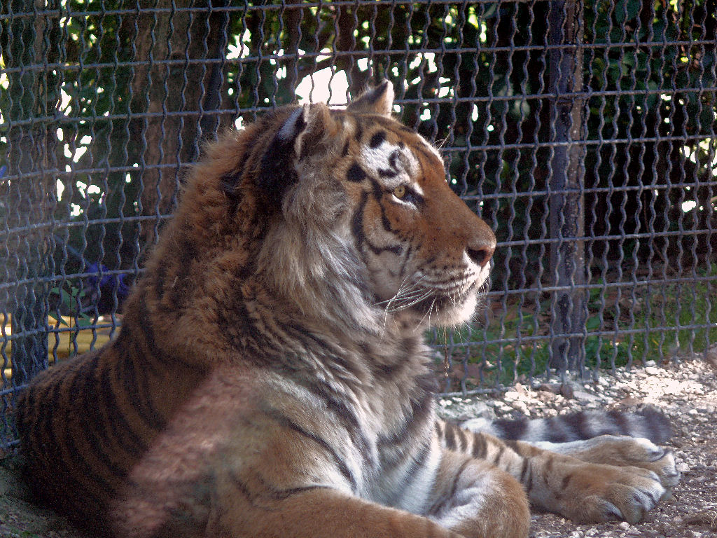 Tigre (2)