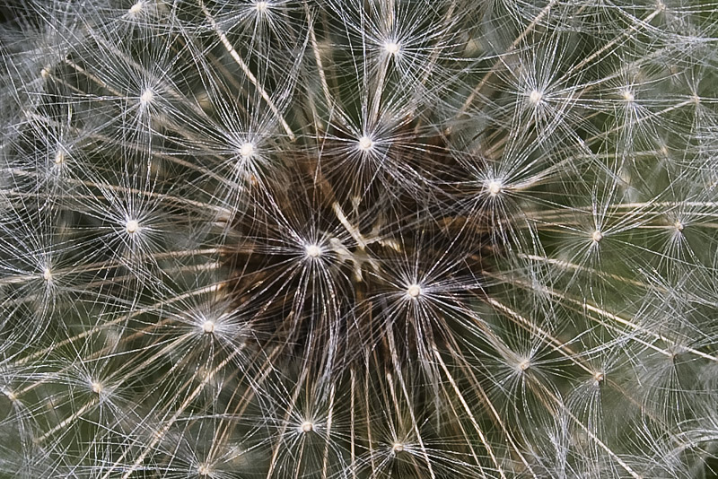 Soffione (particolare)