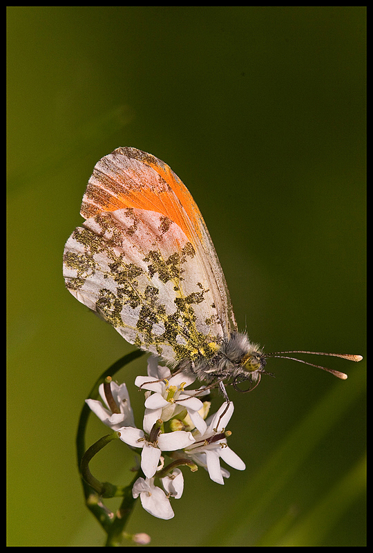 Anthocharis cardamines
